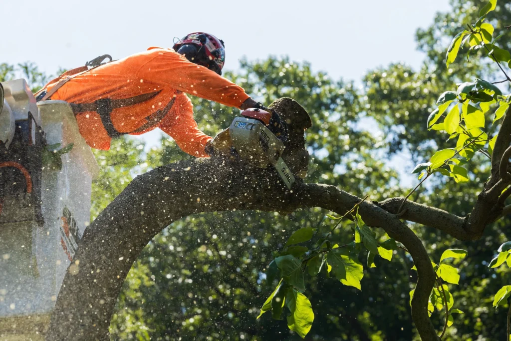 tree service